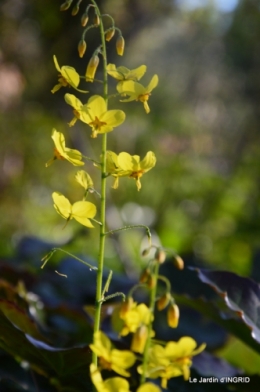 jardin printemps 038.JPG