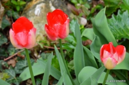 printemps,osier,tipi 041.JPG