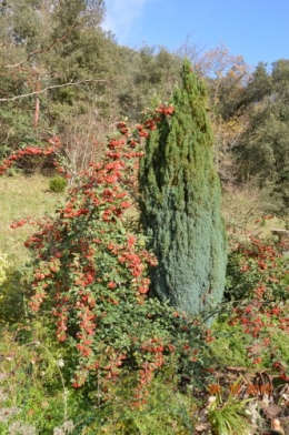 jardiland,déco noel,colline,pt houx 027.JPG