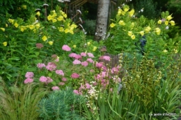 mon jardin,dégats buis, 106.JPG