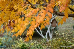 les arbres en automne,cabane 019.JPG