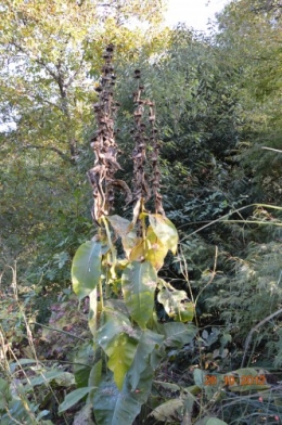 octobrejardin,citrouillesIssegeac,leCLOSdesSOURCES 115.JPG