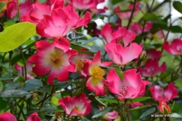 trémolat,oiseaux,jardin,cygnes,roses, 126.JPG