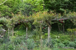 jardin soir et matin 077.JPG