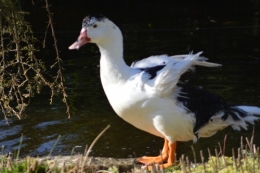 le canard blanc,crocus,petasite,magnolia 045.JPG
