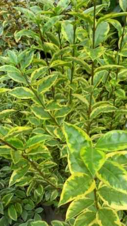 ligustrum_ovalifolium_aureum.JPG