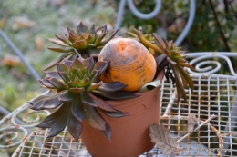 gelée