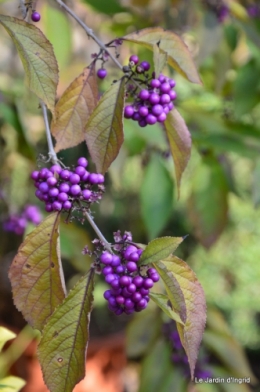 jardin automne,Arya avec Nicky 115.JPG