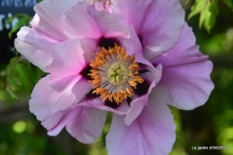 Fouleix,cygnes,Inès,jardin 076.JPG