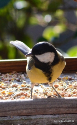 les oiseaux,les poules d'eau 030.JPG