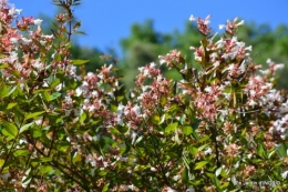 albizia,bouquet,plantes  en A 034.JPG