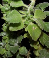 plectranthus.jpg