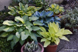 jardin,bébés cygnes,puces Prigorieux,pavot 071.JPG