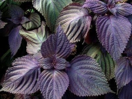 Perilla_Frutescens_Leaves2.jpg