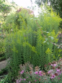 les Essards,concours terre neuve,jardin, 065.JPG