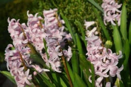 roseraie,fleurettes 004.JPG