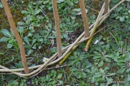 l'osier,stuctures,fleurettes printemps 076.JPG