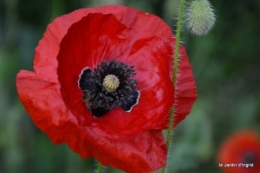 coquelicots,les filles,les Anglais visite,bébette 004.JPG