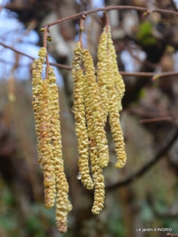 oiseaux cacaouettes gouttes,petits fruits 027.JPG