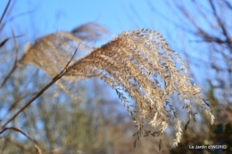 le givre le 31 déc 037.JPG
