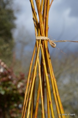 Cours d'osier,première fleur 008.JPG