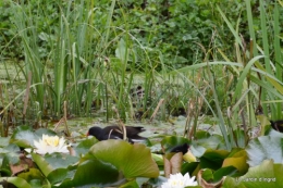 puces Lalinde,bébés canards,au moulin souci 104.JPG