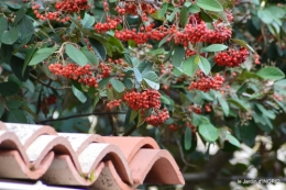 les lettres,les oiseaux,givre 058.JPG