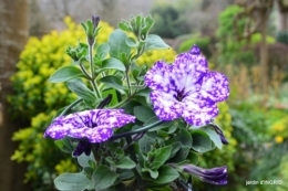potager,jardin,chez Caro,les voisins 047.JPG