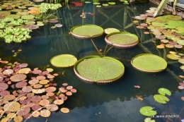 les jardins d'eau de Carsac 156.JPG