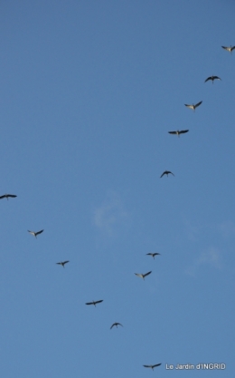 Grues et plantes à Ciron 041.JPG
