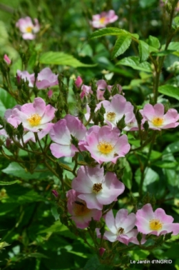 Cadouin,ancolies,roses,pollen,osier,photos Fabien,coquelicots 197.JPG