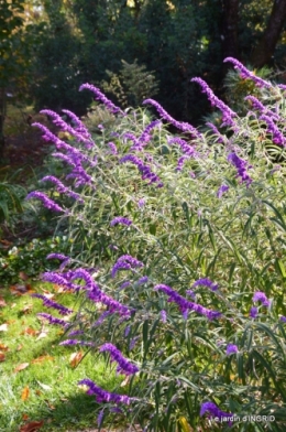 La Romieu,Coursiana,chez Renée,Ginkgo biloba 084.JPG