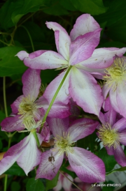 Fouleix,marguerites,hostas 089.JPG