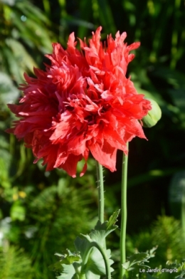 jardin avril et mai, 074.JPG