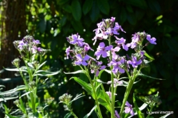 canal,iris,marguerite,ancolies,brocante Beaumont,oeufs de Paques 002.JPG
