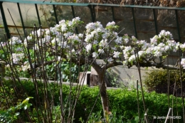 première roses,achats,jardin blanc 032.JPG