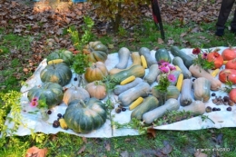 Issigeac,citrouilles ,rhus,automne,jardin 016.JPG