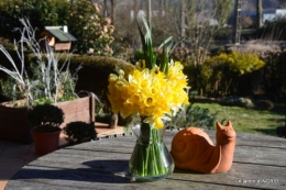 bouquet,pt jonquilles,bord Dordogne 096.JPG