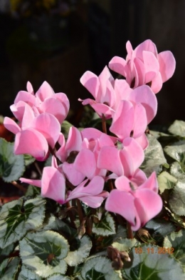 petit érable,petit cyclamen
