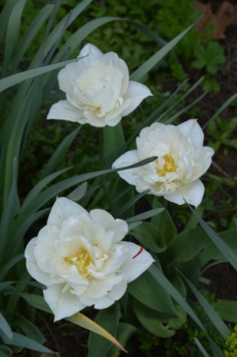 pla.medicinales,lamiers,phlox,arbustes,orchidée 089.JPG