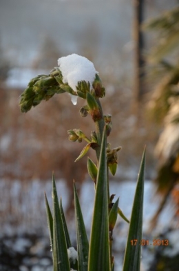 neige sous le soleil 004.JPG