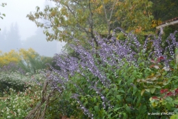 brouillard le matin d'automne 031.JPG