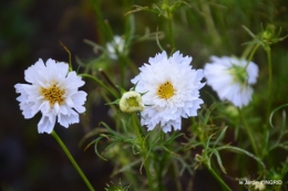 Fleurettes,Dordogne,jardin 136.JPG
