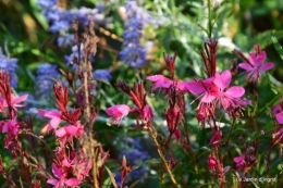 jardin,puces Lasmonzie,asters 028.JPG