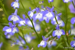 coeur des fleurs,papillons,libellules 193.JPG