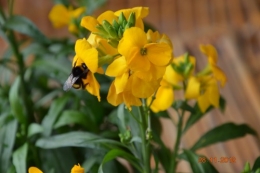 bourdon,givre,le chat 001.JPG