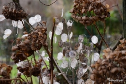 SOL 2014,fleurettes janvier 010.JPG