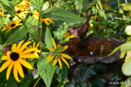 jardin,puces Lasmonzie,asters 034.JPG