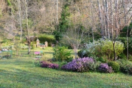jonquilles ,primevères,après la tonte 035.JPG