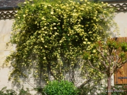 jardin en avril 077.JPG